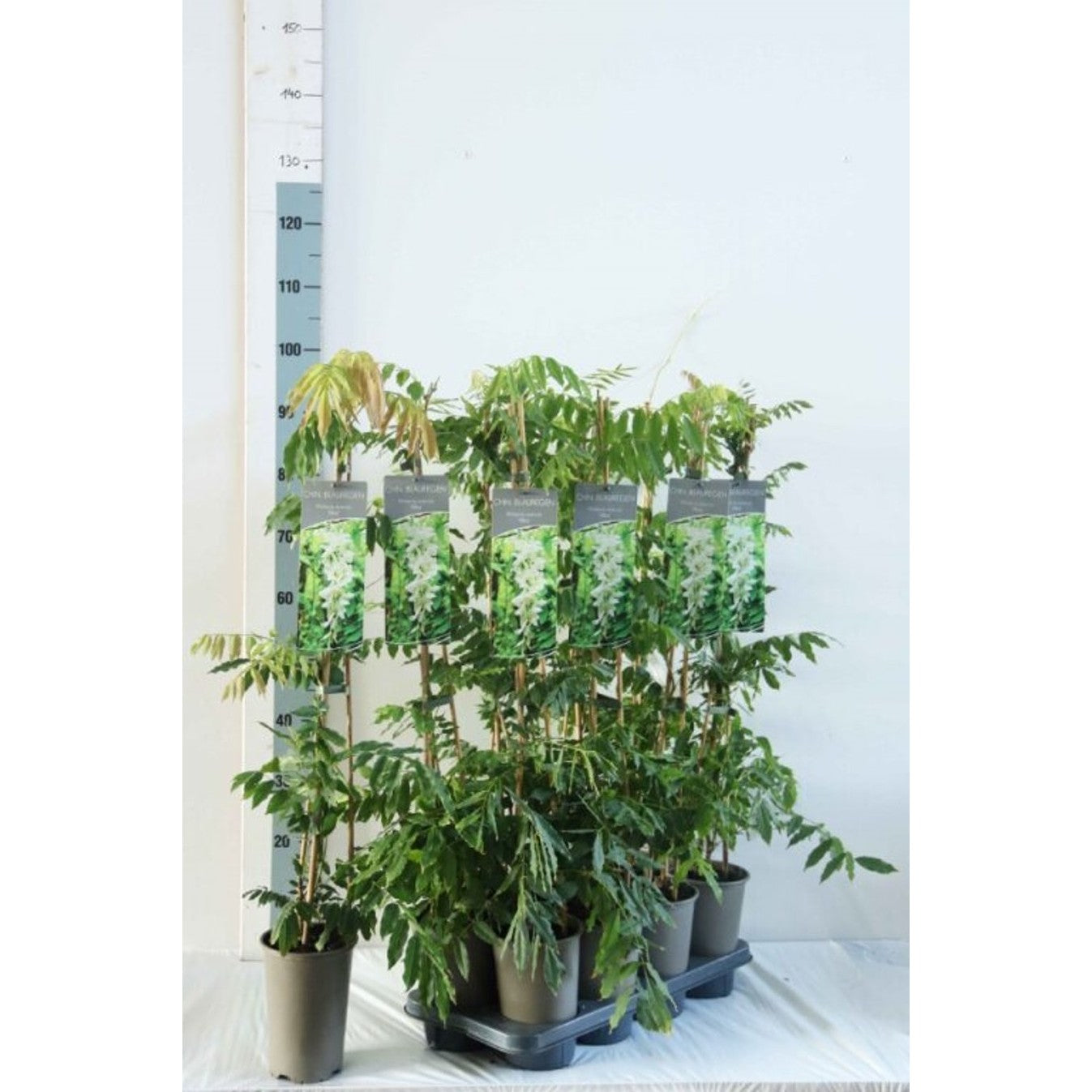 Kinesiskt blåregn – Wisteria sinensis 'Alba' - C2 60-80 CM Stick